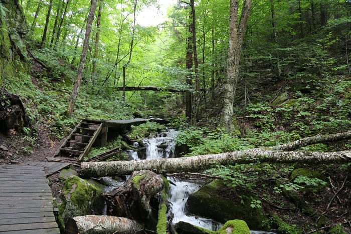 forest trail2 forest trail2