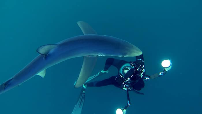 diverwithshark diverwithshark